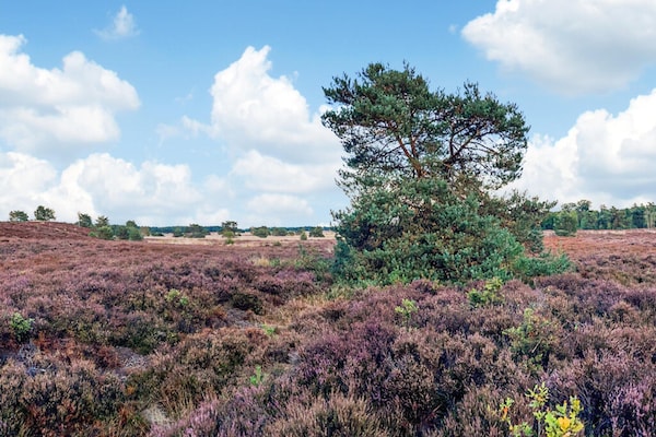 Foto van Vakantiehuis in Veluwe vlakbij nationaal park - Vakantiehuis in Voorthuizen - AreaSummer20KM