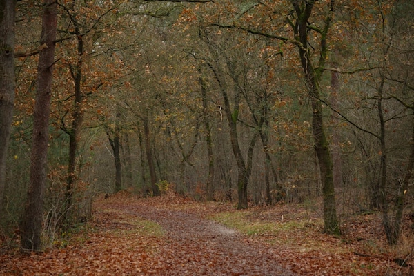 Foto van Vakantiehuis in Veluwe vlakbij nationaal park - Vakantiehuis in Voorthuizen - AreaSummer20KM