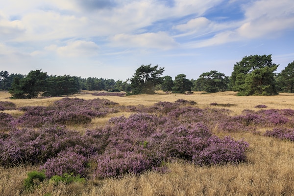Foto van Bungalow in Nederland met Tuinterras - Vakantiehuis in Voorthuizen - AreaSummer5KM