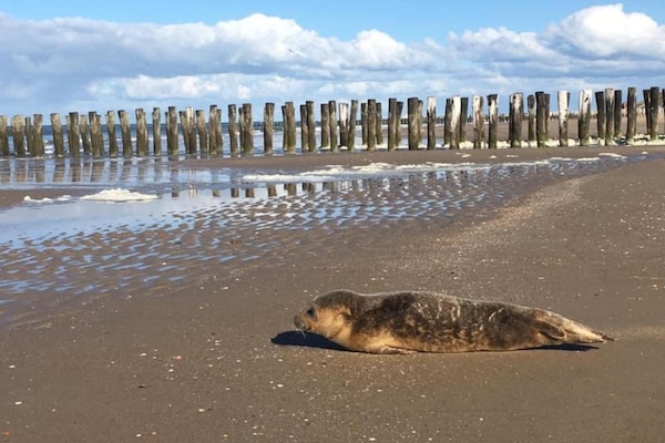Foto van Villa in Domburg bij Noordzeestrand - Vakantiehuis in Domburg - AreaSummer20KM