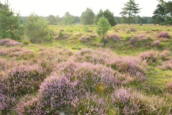 Foto van Chique verblijf met rieten dak - Vakantiehuis in Baarle-Nassau - AreaSummer20KM
