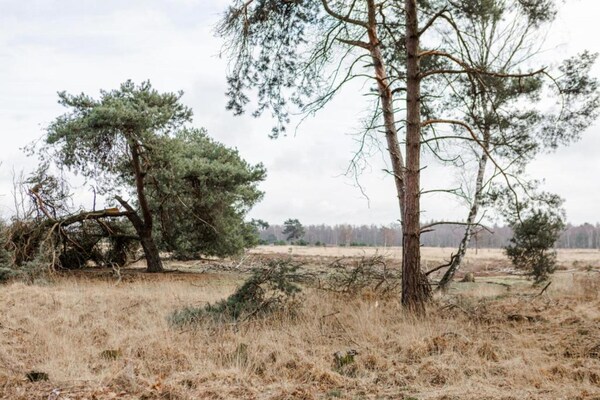 Foto van Lodge in Bospark 't Wolfsven met Tuin - Vakantiehuis in Mierlo - AreaSummer5KM