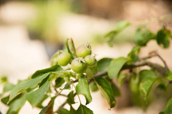 Foto van Bungalow in Weerterbergen met Haard - Vakantiehuis in Weert - Ambiance