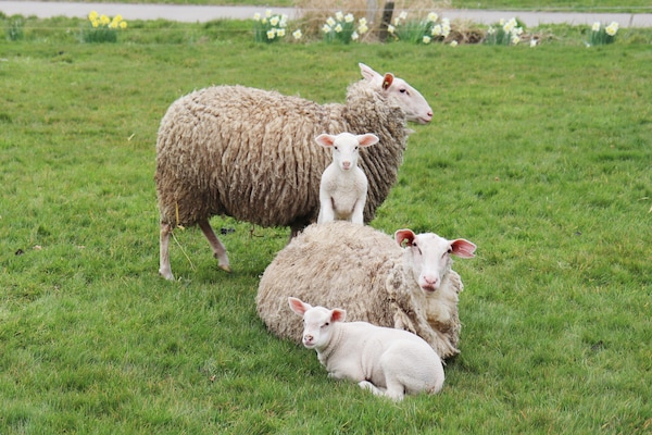 Foto van Huisjes in Friesland met Boerderijbeleving - Vakantiehuis in Tjerkgaast - AreaSummer1KM