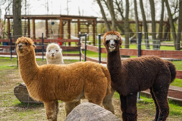 Foto van Vakantiehuis in Niechorze bij het strand - Vakantiehuis in Niechorze - Ambiance